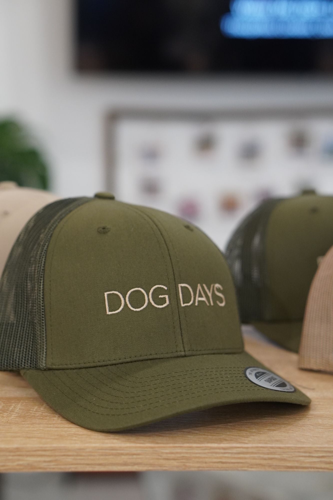 DOG DAYS SUEDE CAP